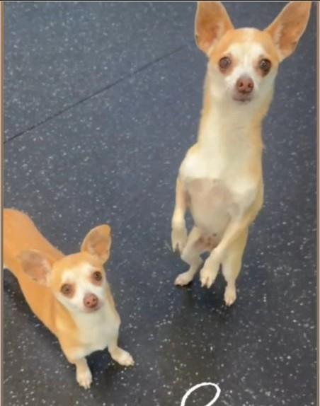 Luna and Nini (BONDED PAIR), ADOPTABLE, Young Female Chihuahua.