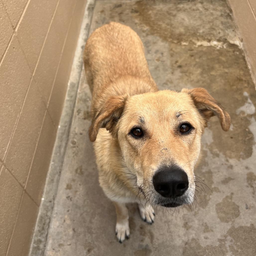 Lemonade, Adoptable, Adult Female Retriever & Mixed Breed.