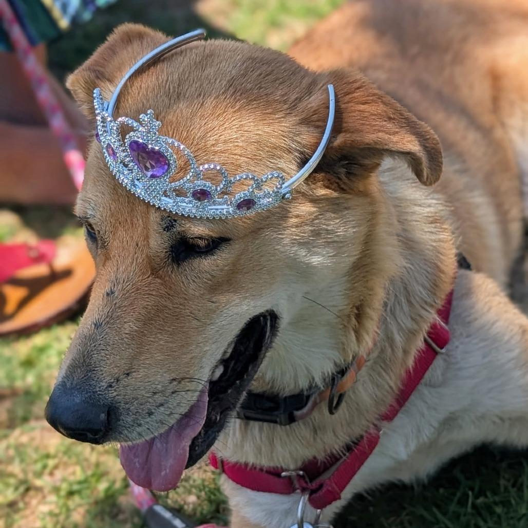 Lemonade, Adoptable, Adult Female Retriever & Mixed Breed.