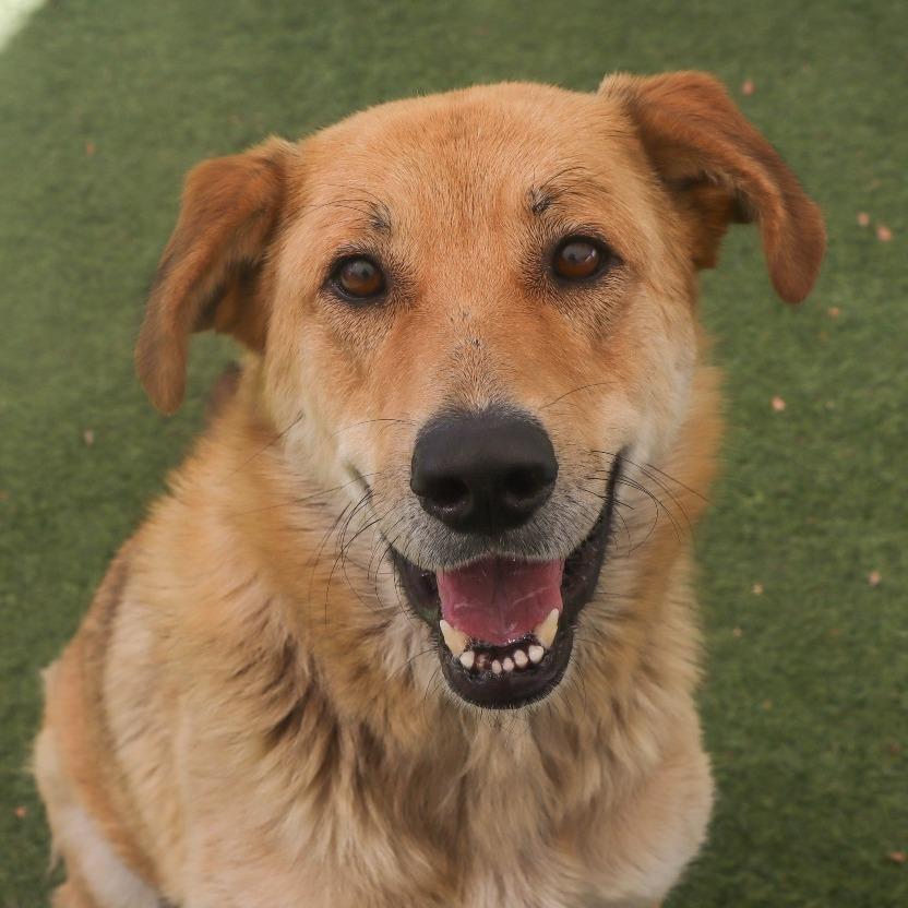 Lemonade, Adoptable, Adult Female Retriever & Mixed Breed.