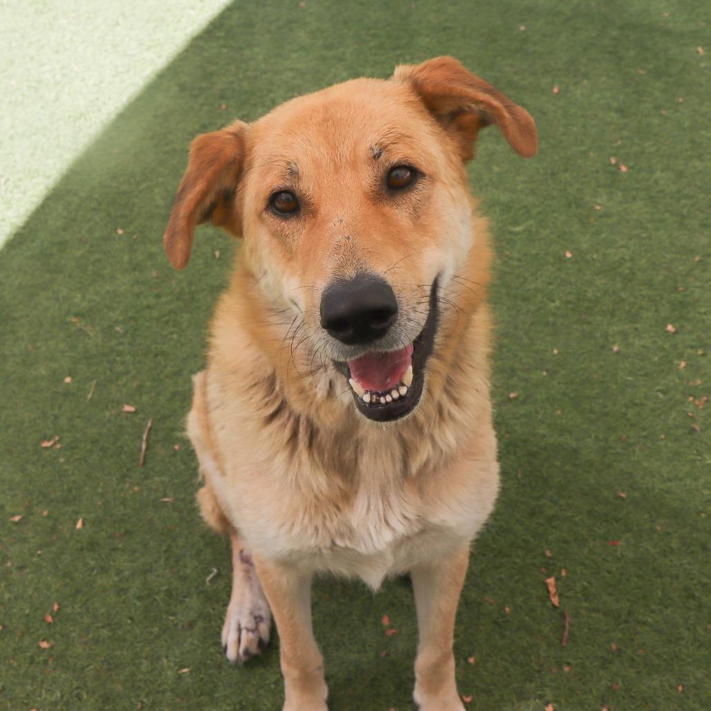 Lemonade, a Adoptable mixed breed in Ojai, CA image 3/4