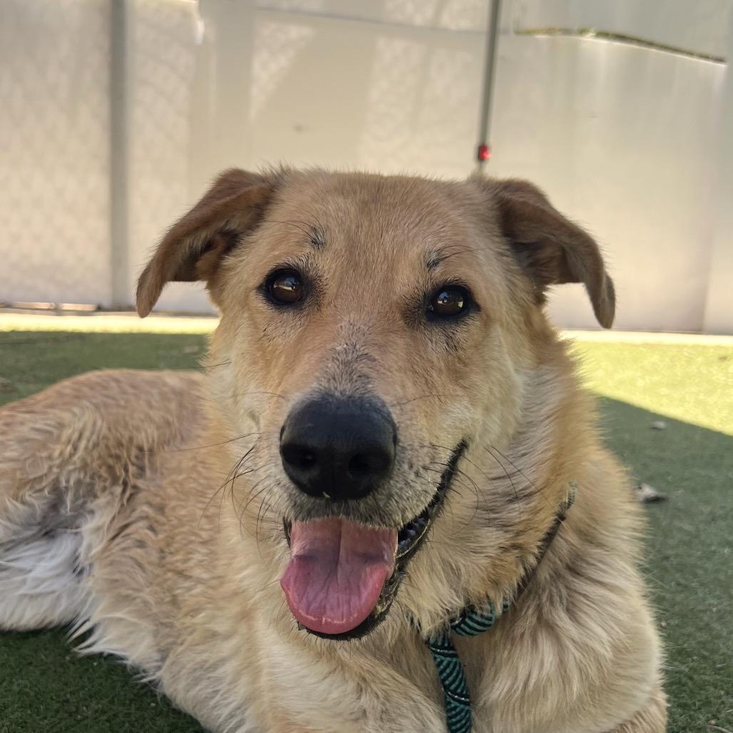 Lemonade, a Adoptable mixed breed in Ojai, CA image 4/4