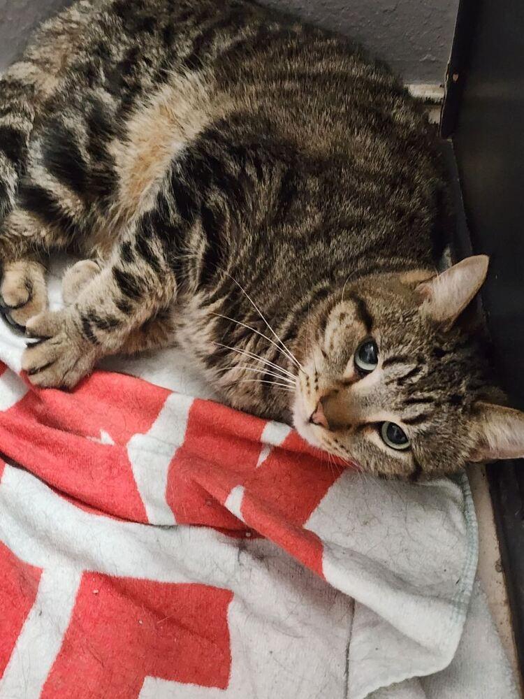 Rosie Suits — thumbnail 2