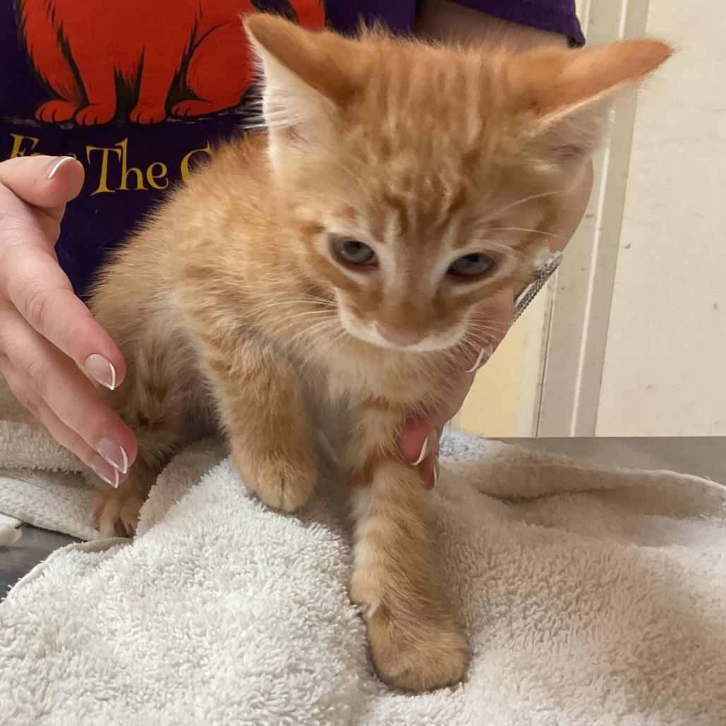 Edgar, Adoptable, Kitten Male Domestic Short Hair.