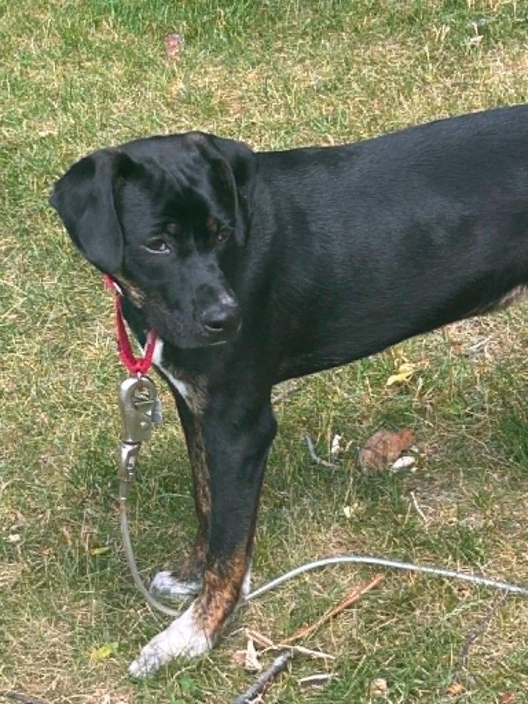 Drum, a Adoptable mixed breed in Fond Du Lac, WI image 1/5