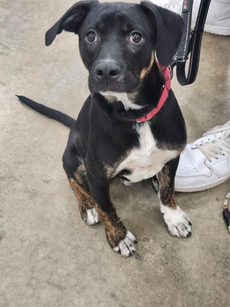Drum, Adoptable, Puppy Male Mixed Breed.