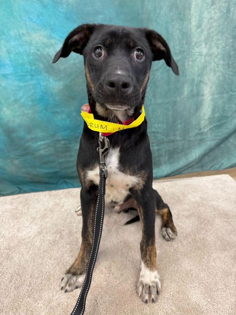 Drum, a Adoptable mixed breed in Fond Du Lac, WI image 3/5