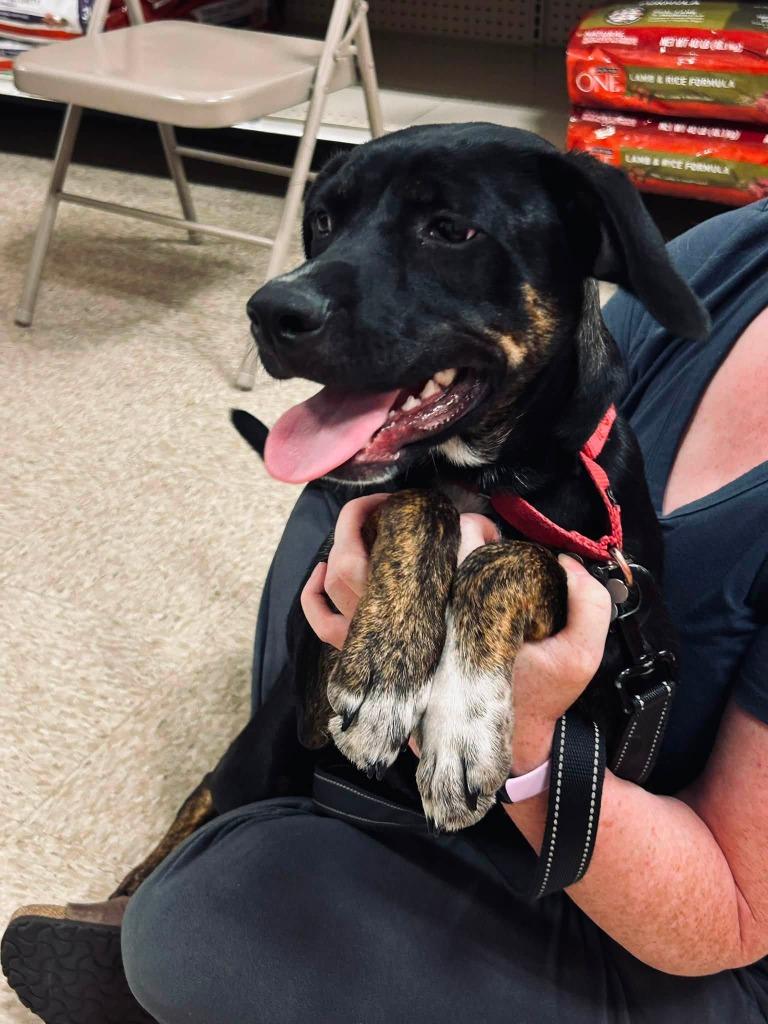 Drum, a Adoptable mixed breed in Fond Du Lac, WI image 3/5