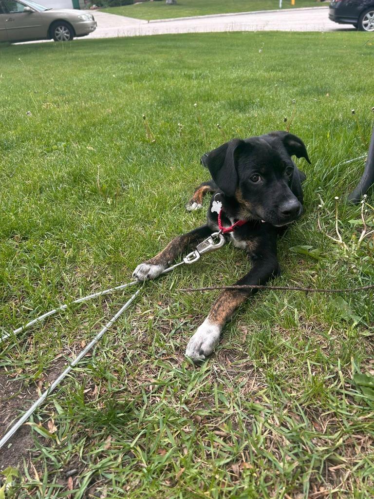Drum, a Adoptable mixed breed in Fond Du Lac, WI image 4/5