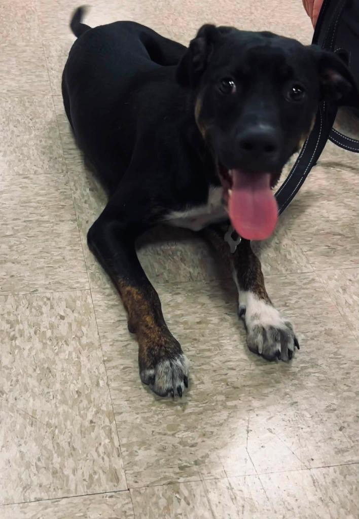 Drum, a Adoptable mixed breed in Fond Du Lac, WI image 4/5