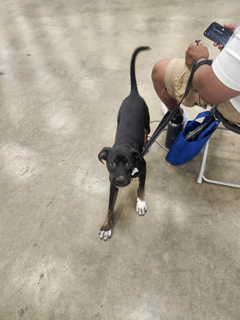 Drum, a Adoptable mixed breed in Fond Du Lac, WI image 5/5
