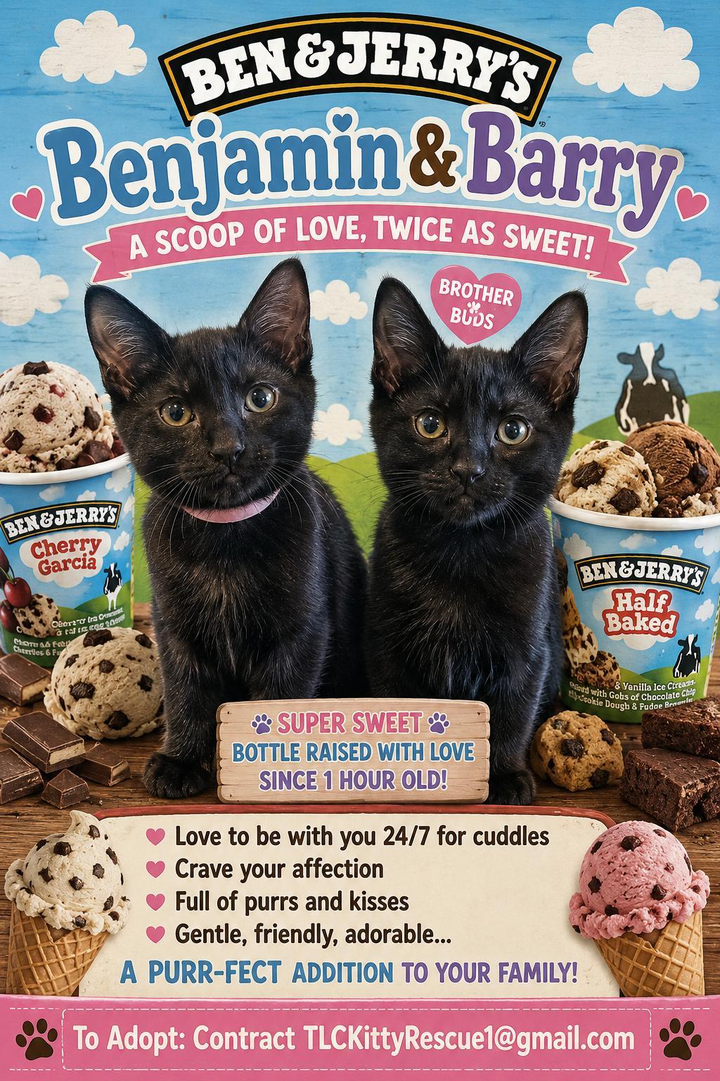 BENJAMIN & BARRY, Adoptable, Young Male Domestic Short Hair.