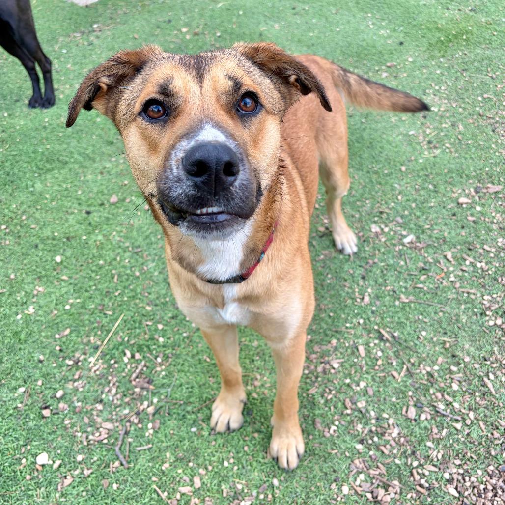 Enlarge Wiggles, a Adoptable mixed breed in Kerrville, TX image 1/6