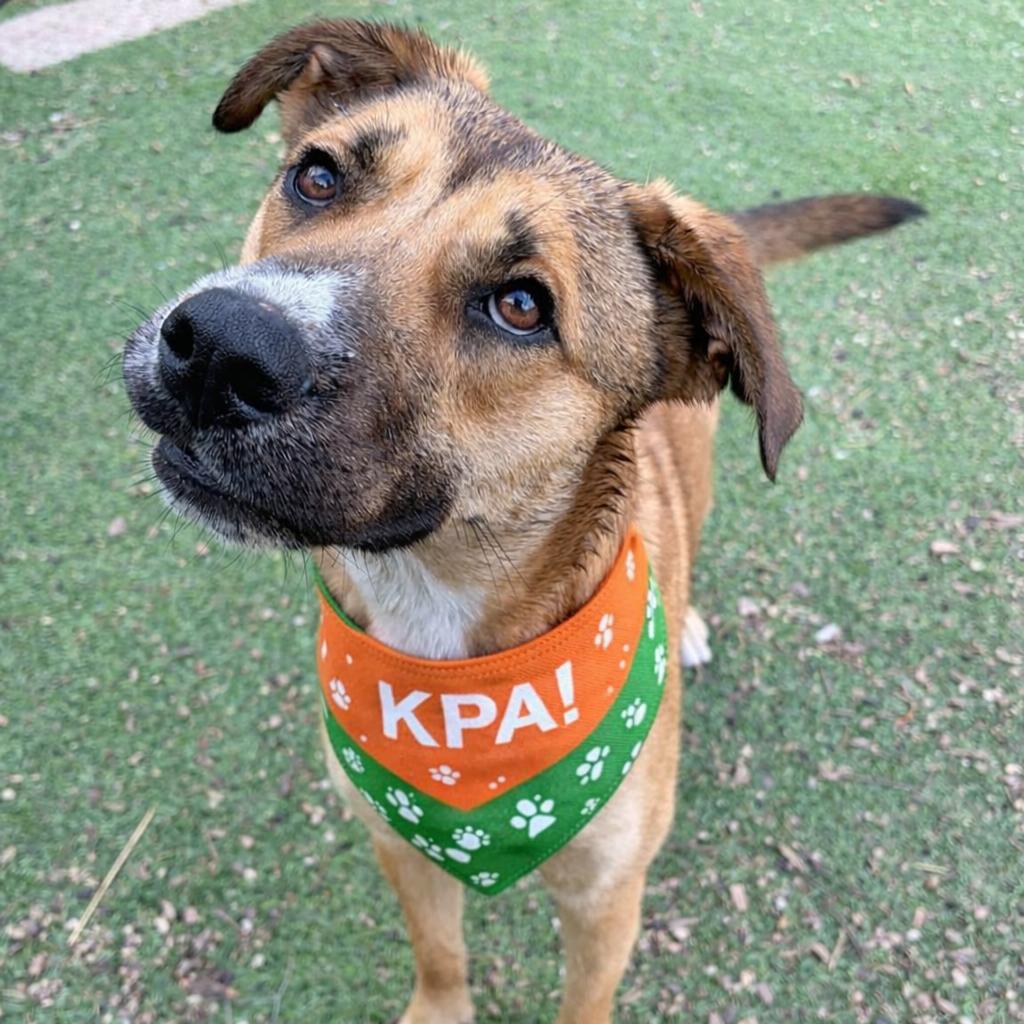 Enlarge Wiggles, a Adoptable mixed breed in Kerrville, TX image 2/6