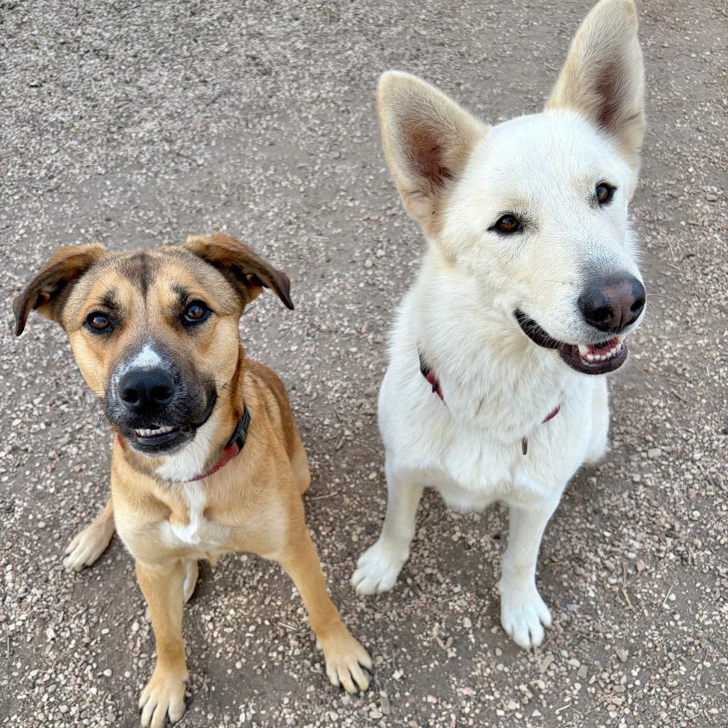 Enlarge Wiggles, a Adoptable mixed breed in Kerrville, TX image 3/6