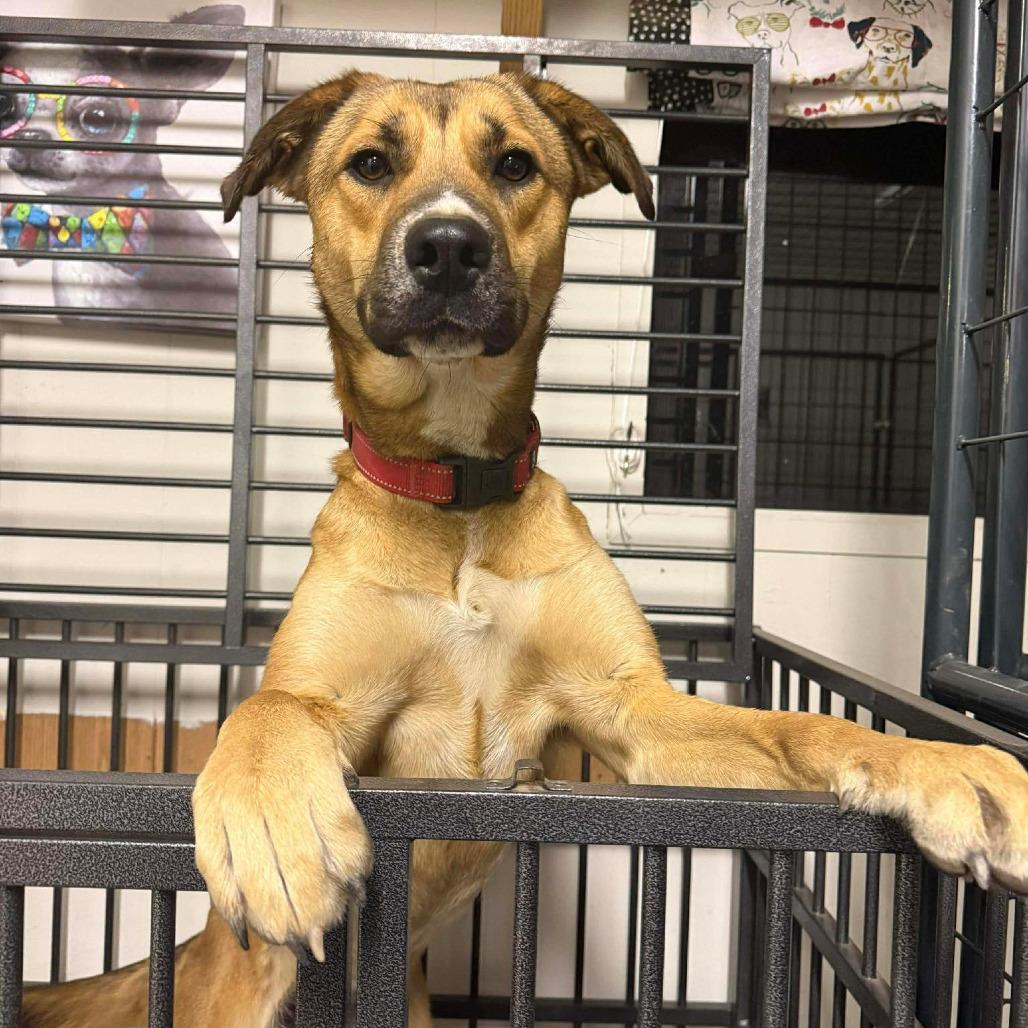 Enlarge Wiggles, a Adoptable mixed breed in Kerrville, TX image 3/6