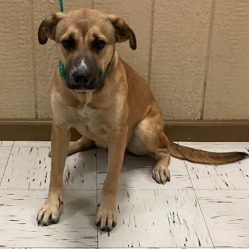 Enlarge Wiggles, a Adoptable mixed breed in Kerrville, TX image 4/6