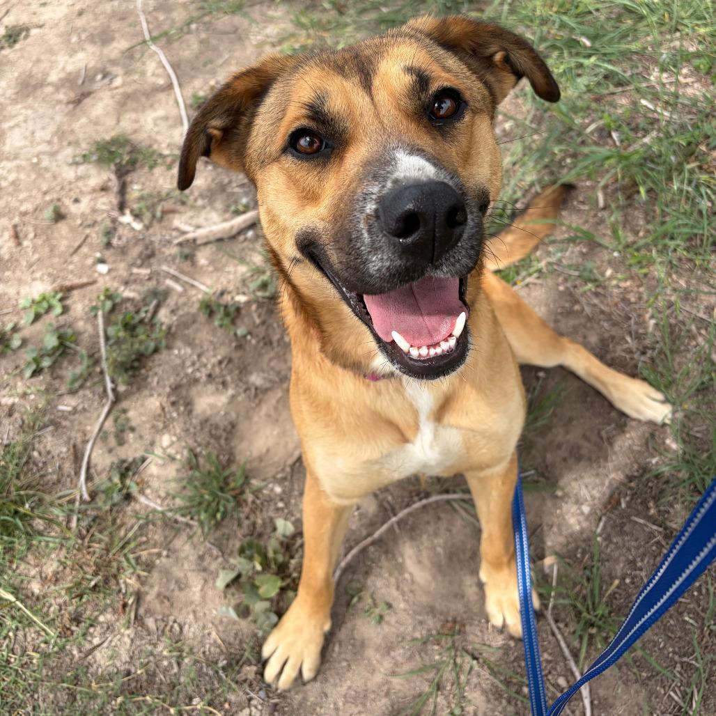Enlarge Wiggles, a Adoptable mixed breed in Kerrville, TX image 5/6