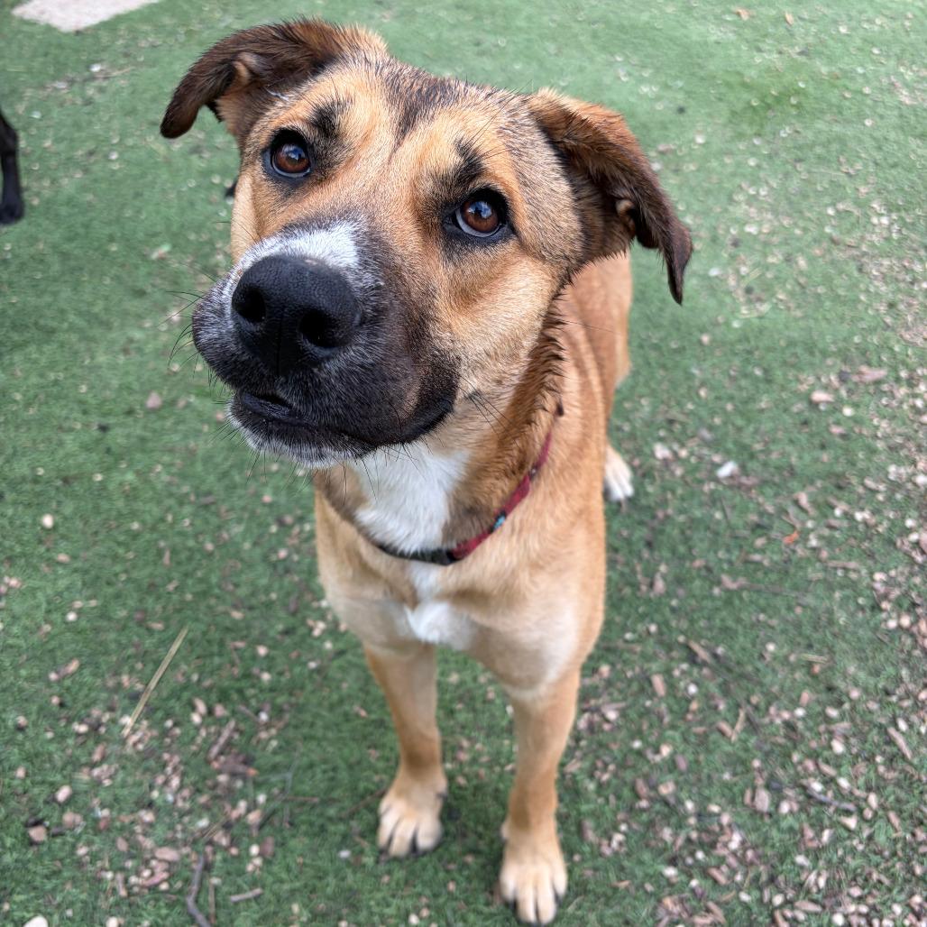 Enlarge Wiggles, a Adoptable mixed breed in Kerrville, TX image 5/6