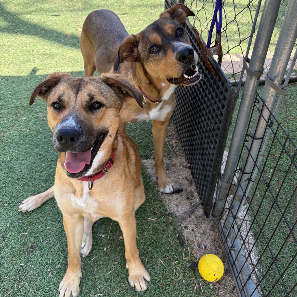 Enlarge Wiggles, a Adoptable mixed breed in Kerrville, TX image 6/6