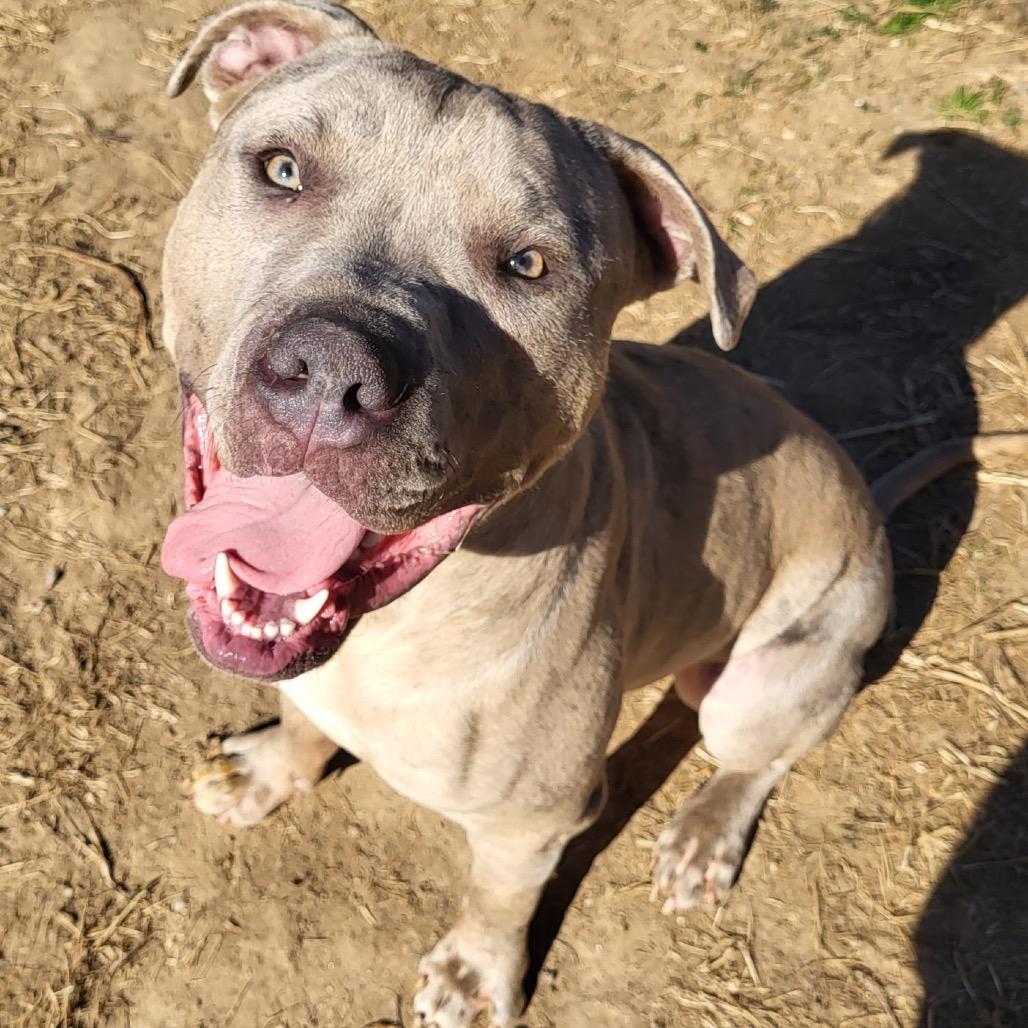 Diesel, Adoptable, Adult Male Pit Bull Terrier.