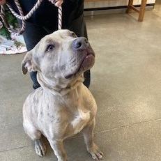 Enlarge Diesel, a Adoptable Pit Bull Terrier in York, PA image 2/6