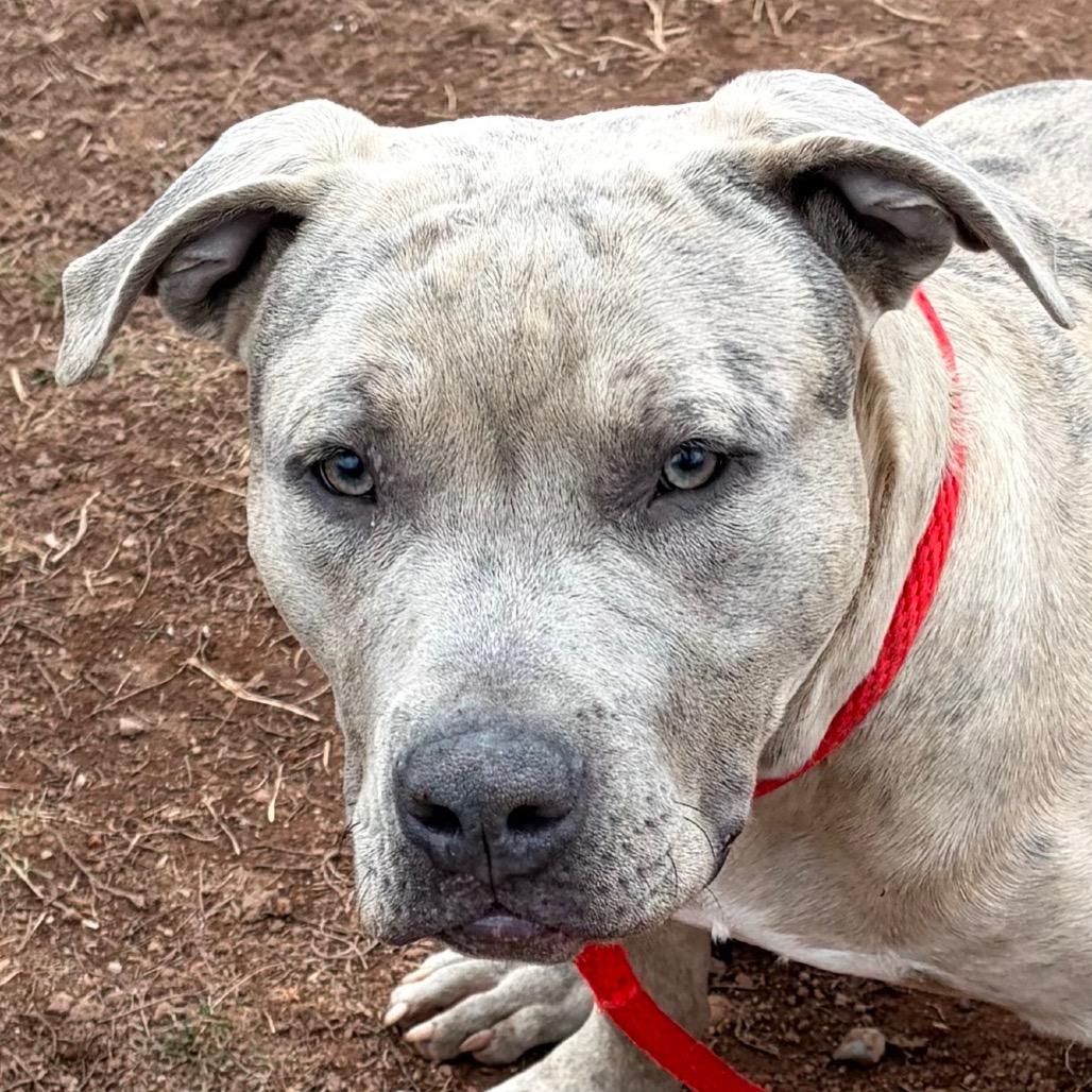 Enlarge Diesel, a Adoptable Pit Bull Terrier in York, PA image 3/6