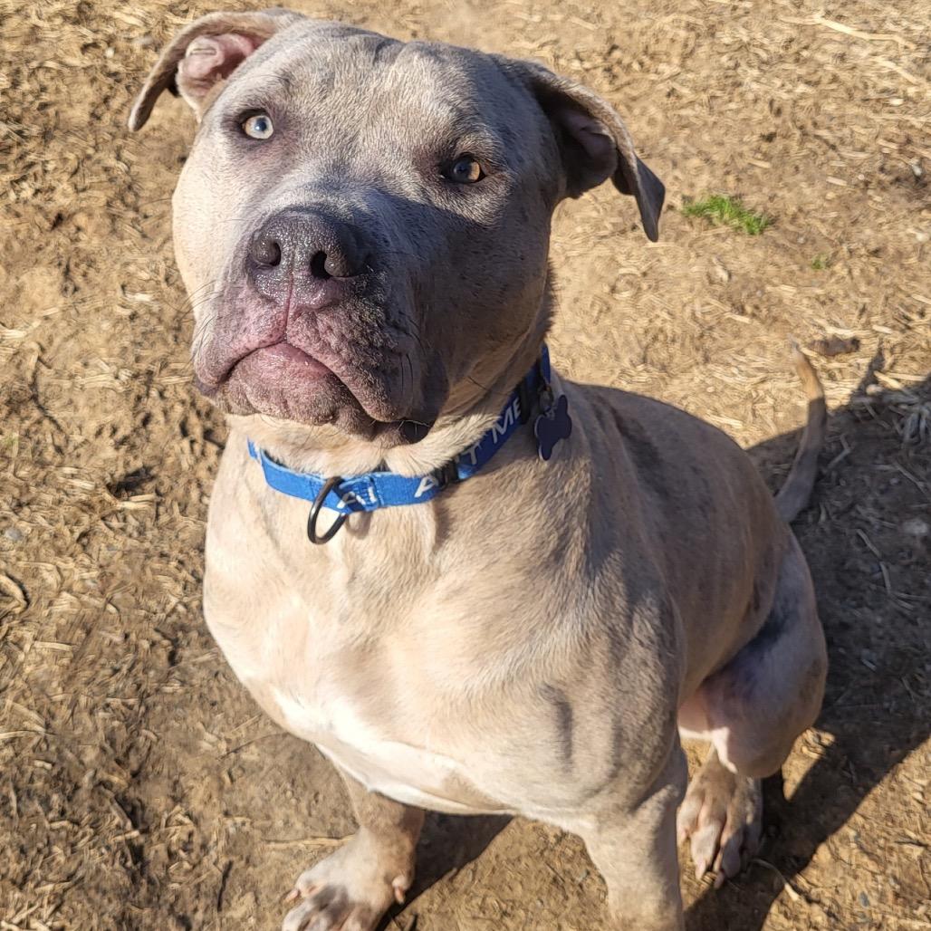 Enlarge Diesel, a Adoptable Pit Bull Terrier in York, PA image 4/6