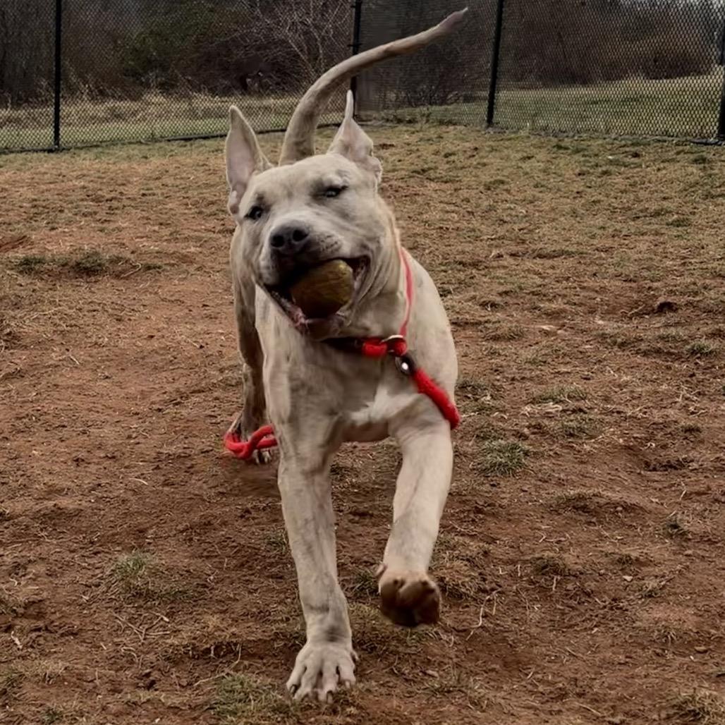 Enlarge Diesel, a Adoptable Pit Bull Terrier in York, PA image 5/6