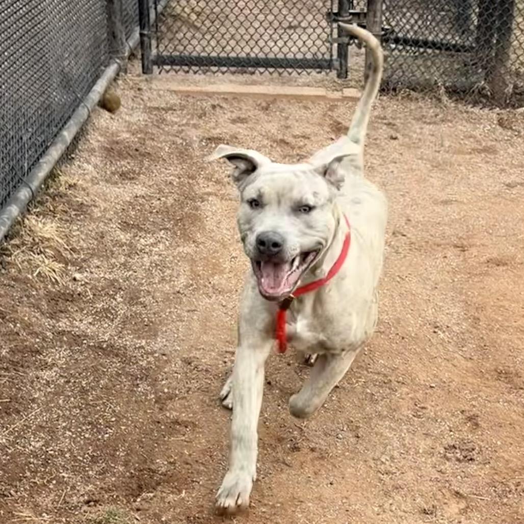Enlarge Diesel, a Adoptable Pit Bull Terrier in York, PA image 6/6