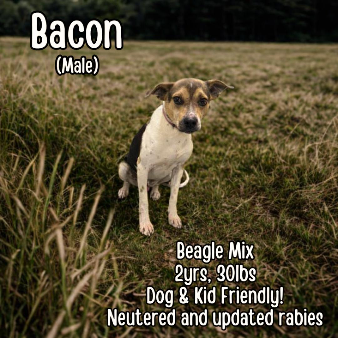 Enlarge Bacon, a ADOPTABLE mixed breed in Lancaster, KY image 1/1