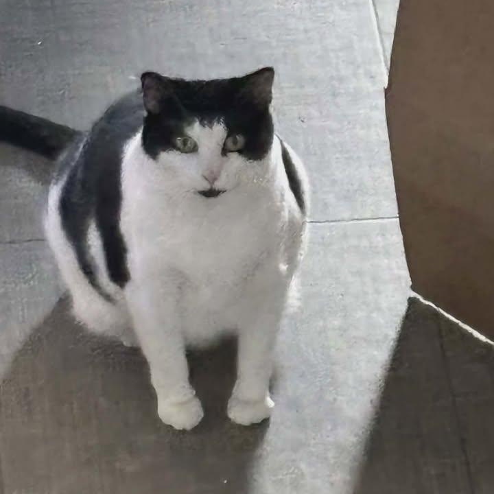 Puddin, a ADOPTABLE Domestic Short Hair in Johnson City, TN image 3/3