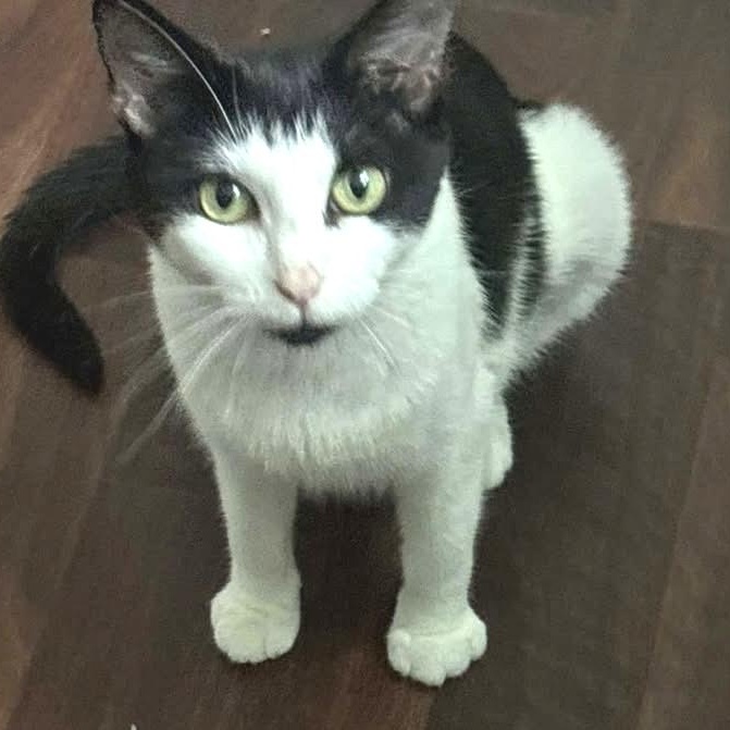 Puddin, a ADOPTABLE Domestic Short Hair in Johnson City, TN image 2/3