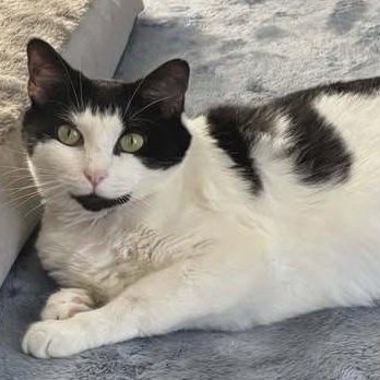 Puddin, a ADOPTABLE Domestic Short Hair in Johnson City, TN image 1/3