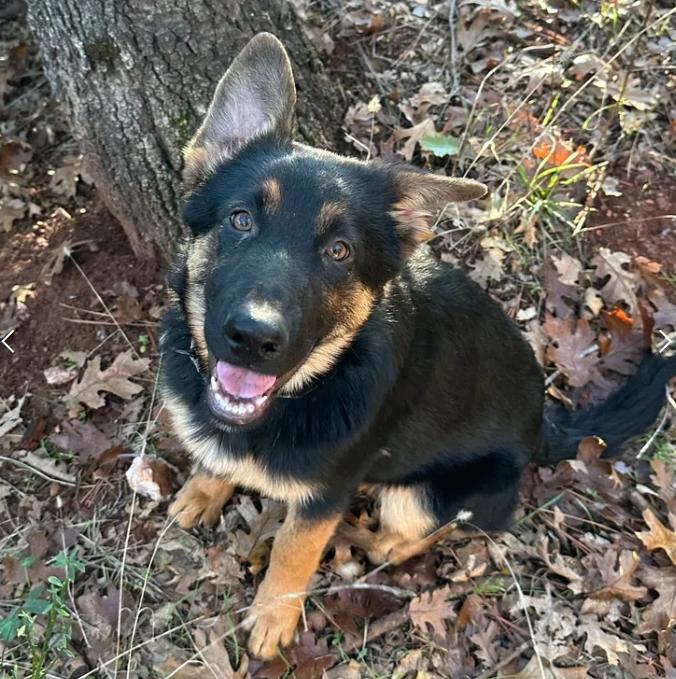 Enlarge Minka, a ADOPTABLE German Shepherd Dog in Davis, CA image 1/1