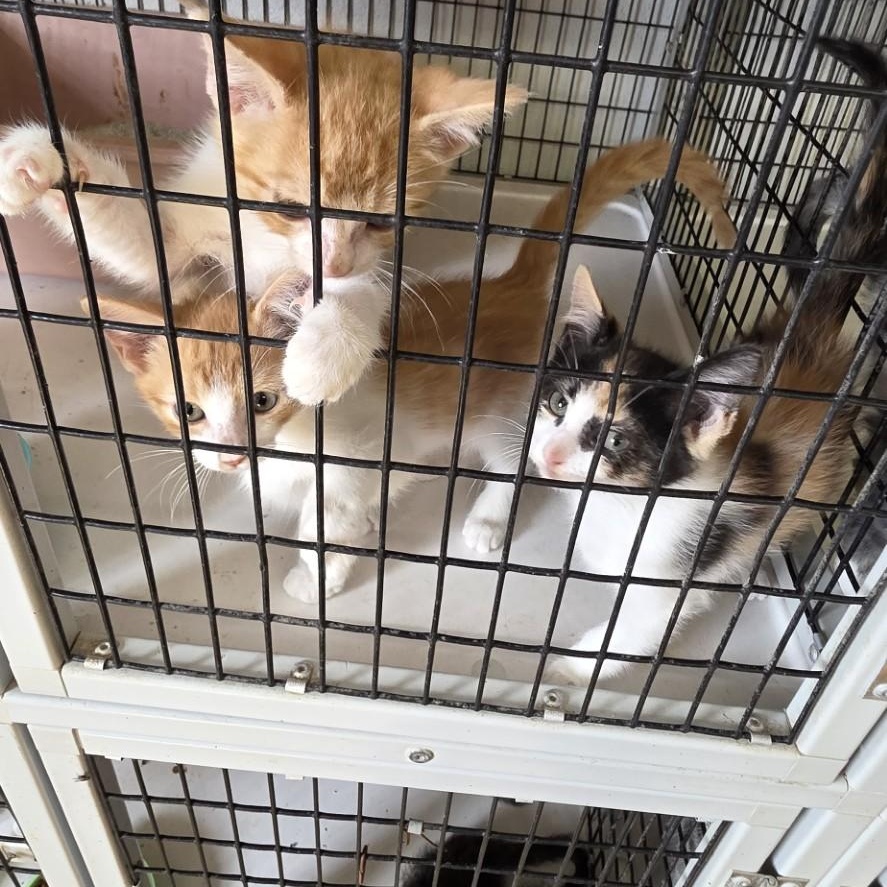 kitten calico, Adoptable, Young Female Domestic Short Hair.