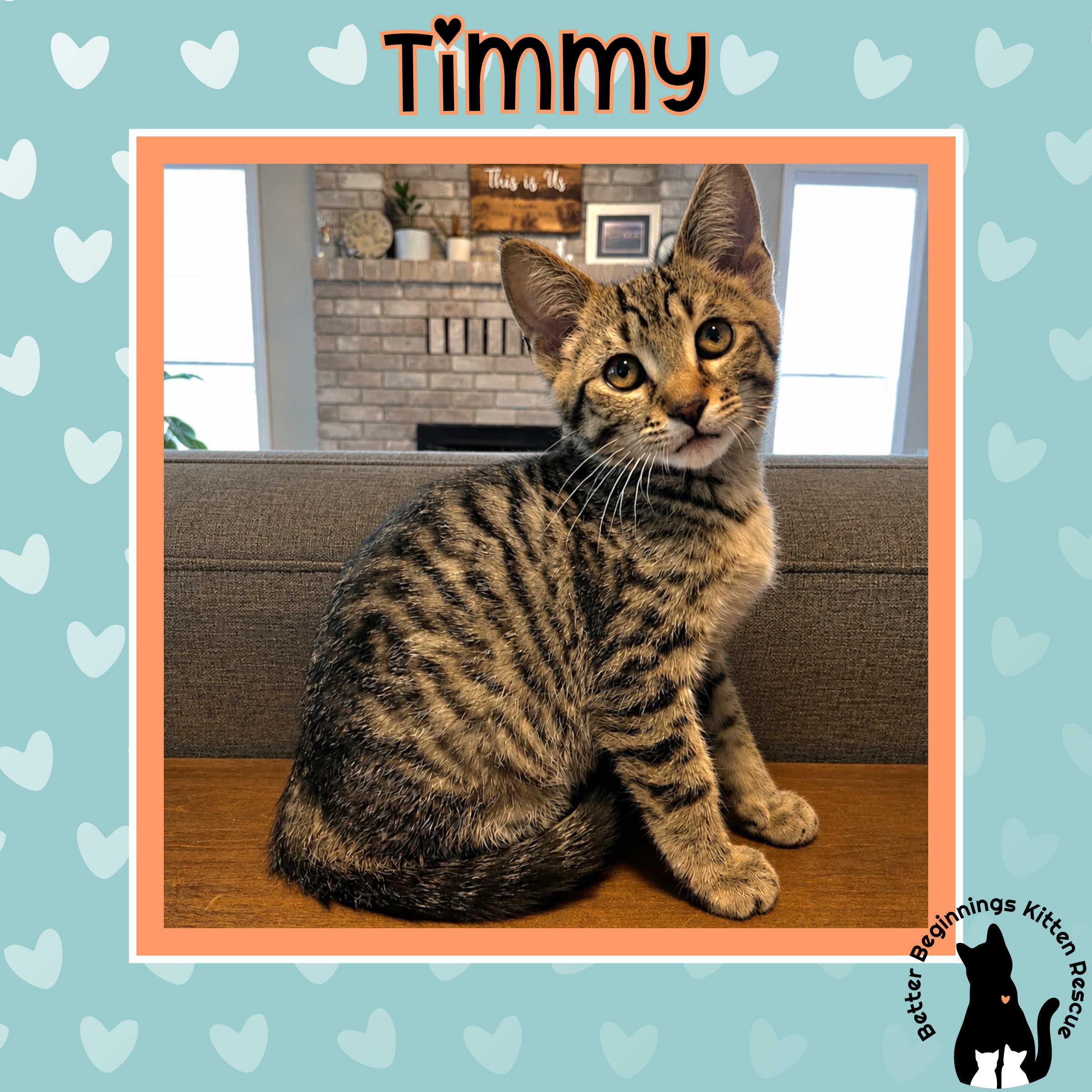 Timmy, a Adoptable mixed breed in Kamloops, BC image 3/6