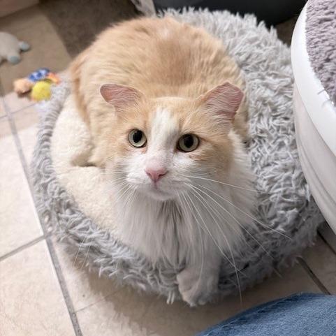 Enlarge Blaze C007553, a Adoptable Domestic Long Hair in Prosper, TX image 1/1