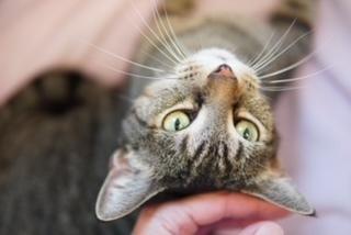 Jojen, Adoptable, Senior Male Domestic Short Hair.