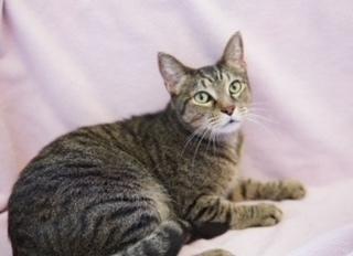 Enlarge Jojen, a Adoptable Domestic Short Hair in Wellington, FL image 2/6