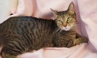 Enlarge Jojen, a Adoptable Domestic Short Hair in Wellington, FL image 3/6