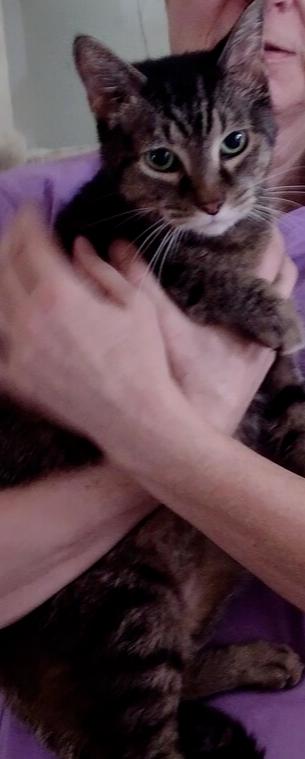 Enlarge Jojen, a Adoptable Domestic Short Hair in Wellington, FL image 4/6