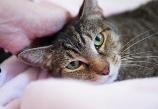 Enlarge Jojen, a Adoptable Domestic Short Hair in Wellington, FL image 5/6