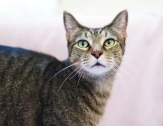 Enlarge Jojen, a Adoptable Domestic Short Hair in Wellington, FL image 6/6