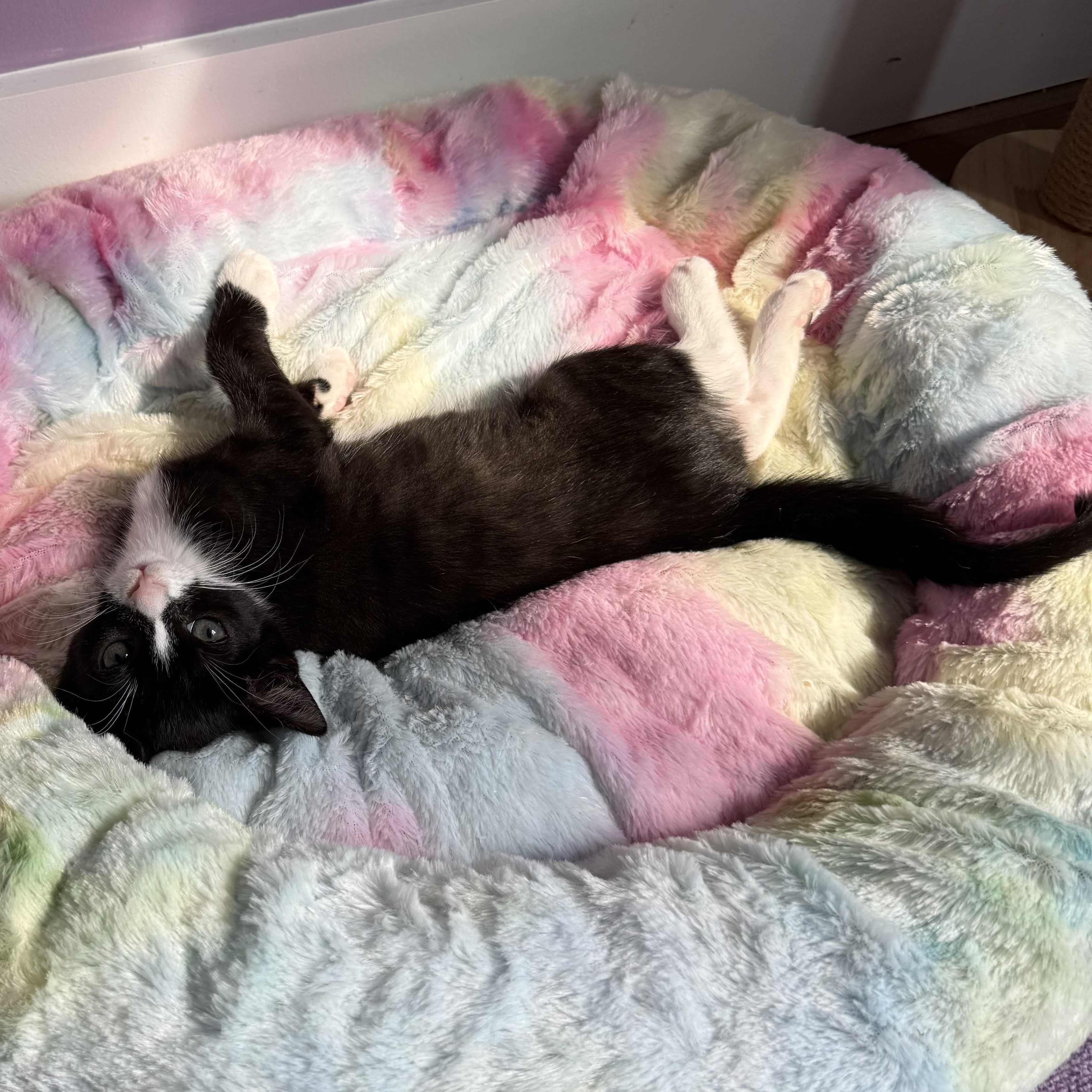 Enlarge Gonzo, an adopted Domestic Short Hair in Albany, NY image 2/6