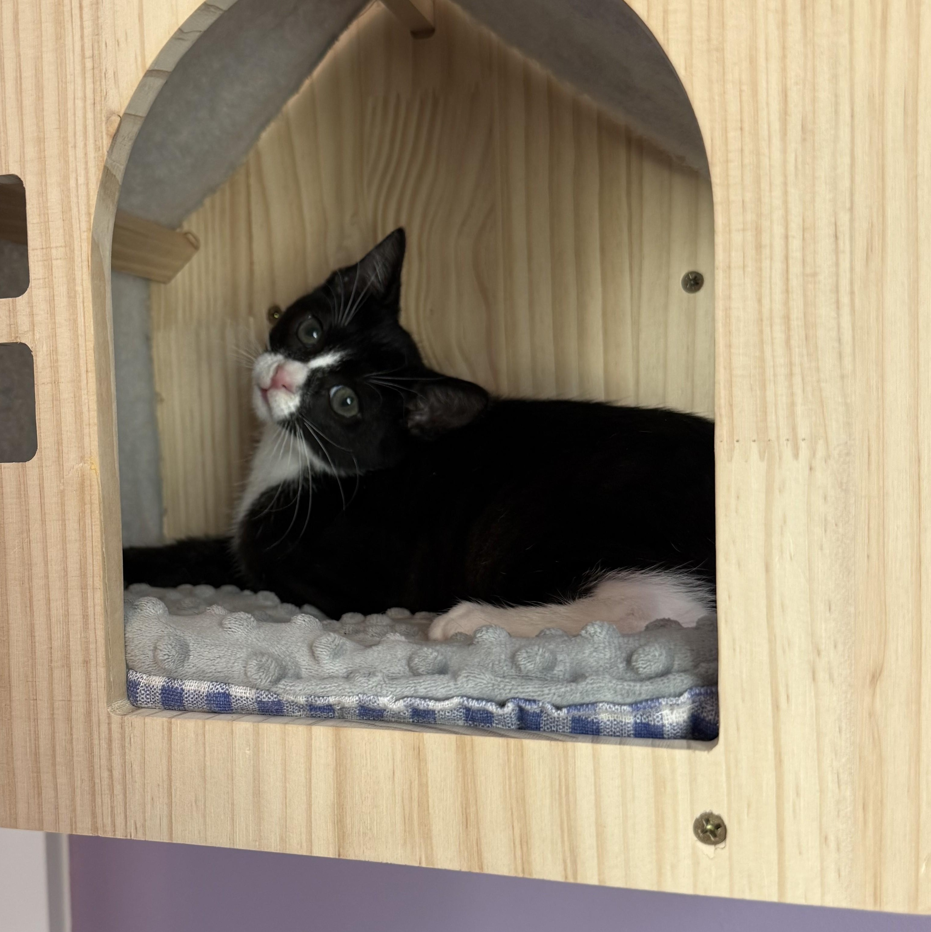 Enlarge Gonzo, an adopted Domestic Short Hair in Albany, NY image 4/6