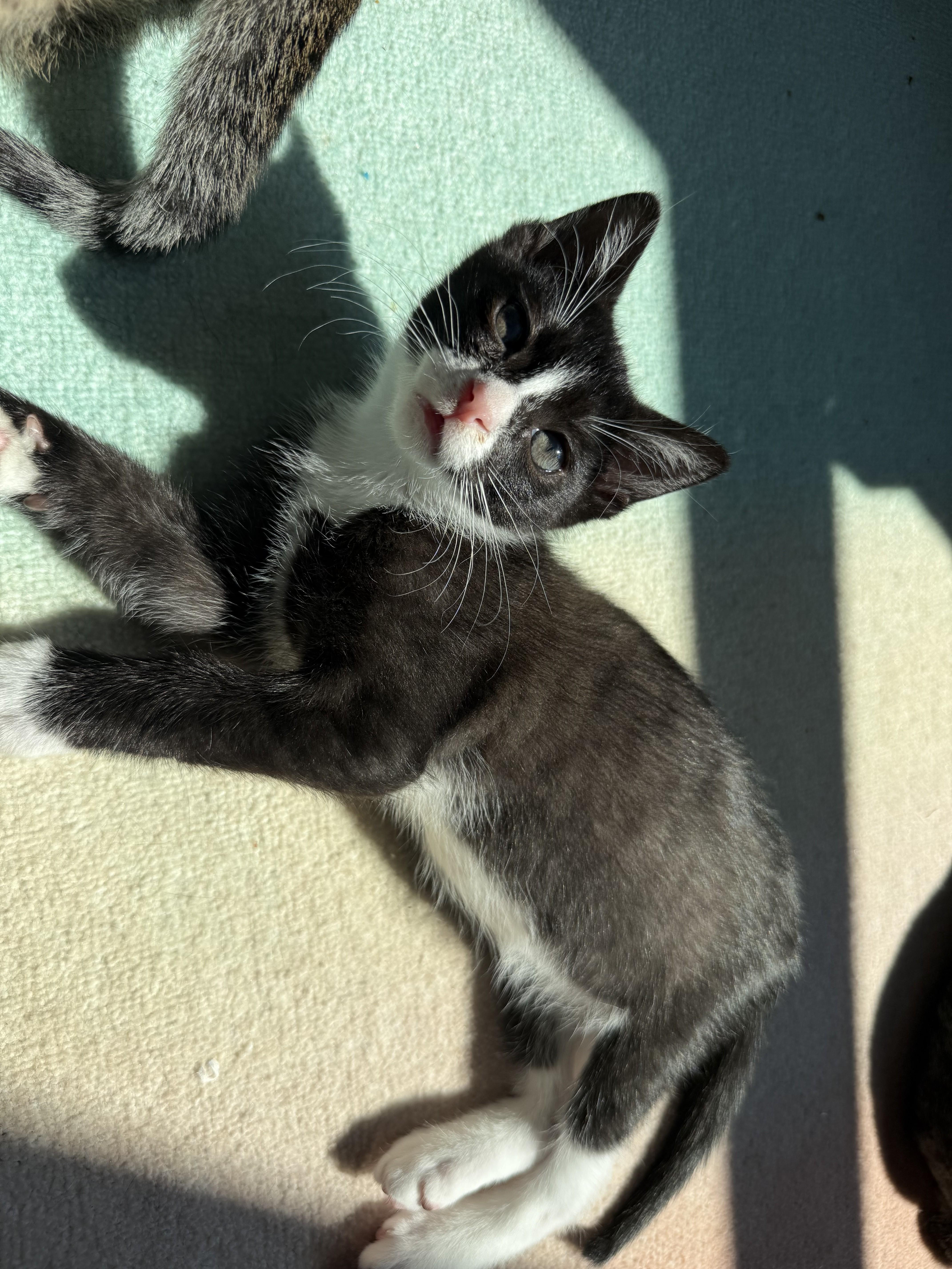 Enlarge Gonzo, an adopted Domestic Short Hair in Albany, NY image 3/6