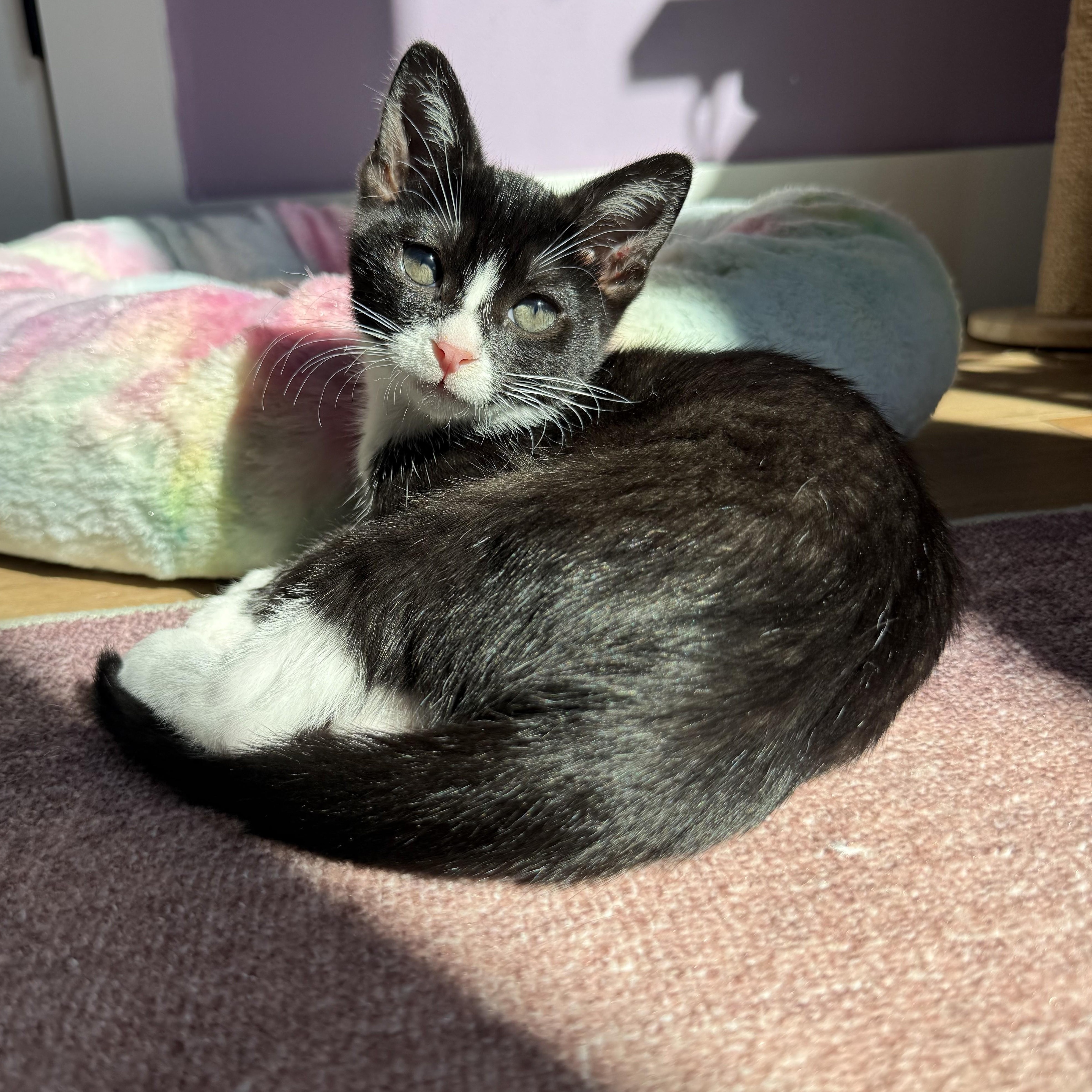 Enlarge Gonzo, an adopted Domestic Short Hair in Albany, NY image 1/6