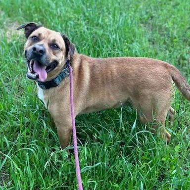 Rebel, Adoptable, Senior Male Labrador Retriever.