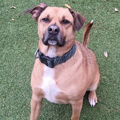 Rebel, a Adoptable Labrador Retriever in Dallas, TX image 2/3